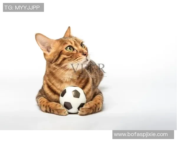 球星猫化身足球高手在赛场上演绎精彩绝伦的比赛瞬间